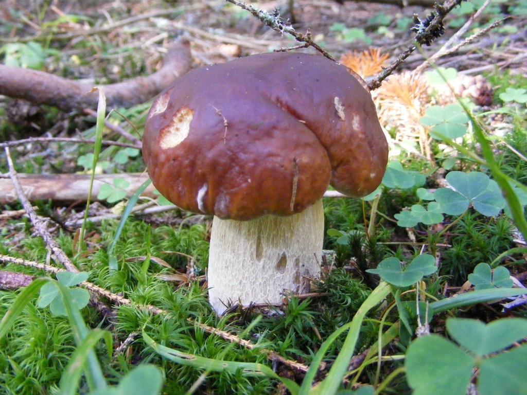 Chaty Jasna Demanovska Dolina Bagian luar foto